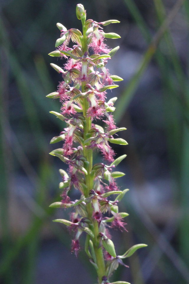 Corunastylis fimbriata