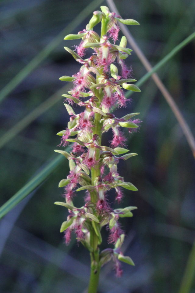 Corunastylis fimbriata