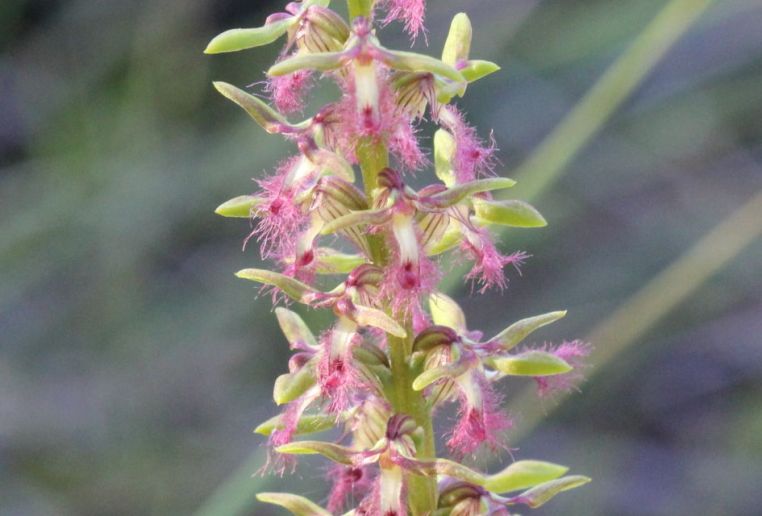 Corunastylis fimbriata