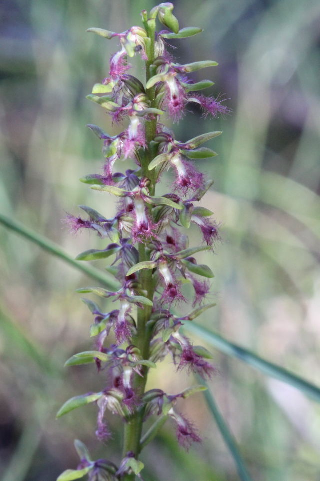 Corunastylis fimbriata