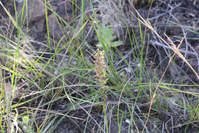 Corunastylis fimbriata