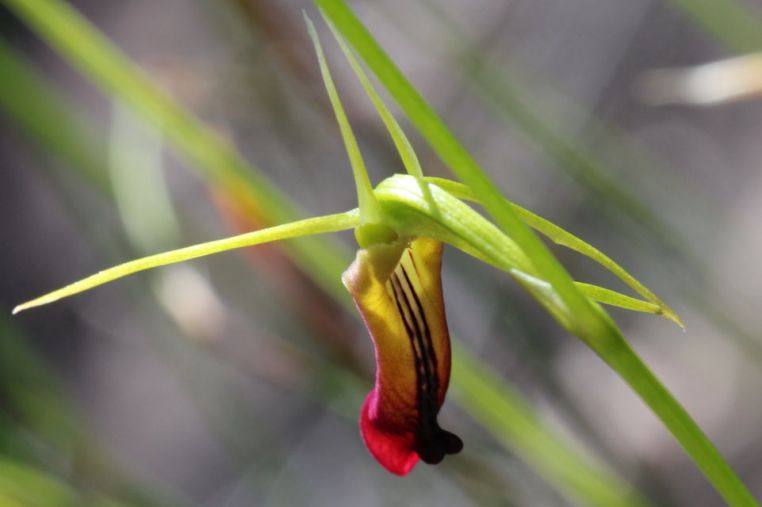 Cryptostylis subulata