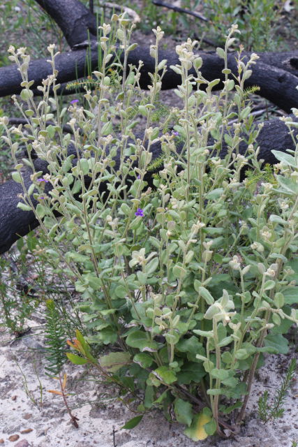 Dampiera purpurea