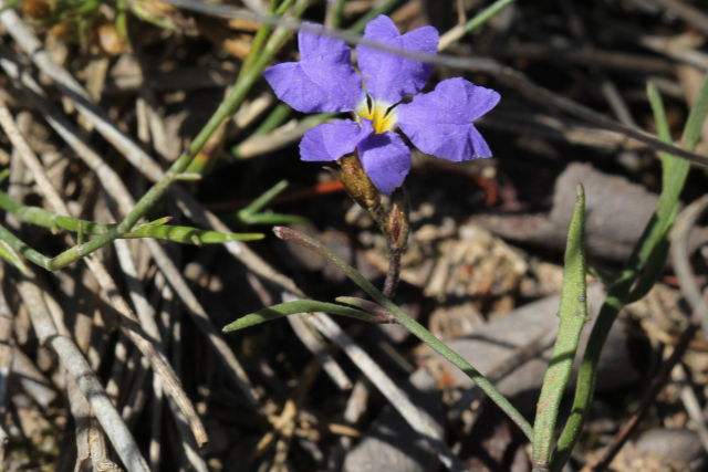 Dampiera stricta