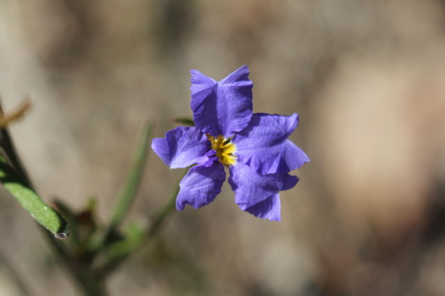 Dampiera stricta