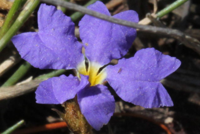Dampiera stricta