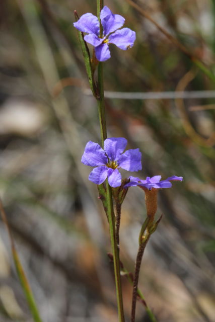 Dampiera stricta