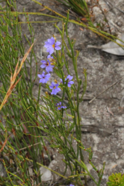Dampiera stricta