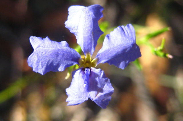 Dampiera stricta