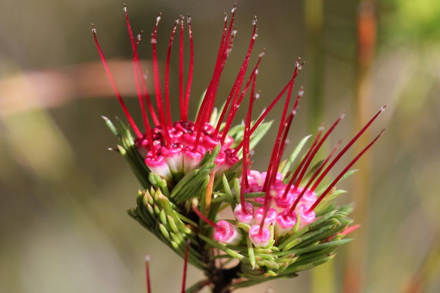 Darwinia fascicularis