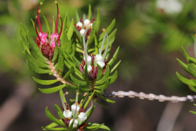 Darwinia procera