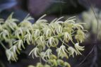 Dendrobium speciosum