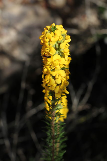 Dillwynia floribunda