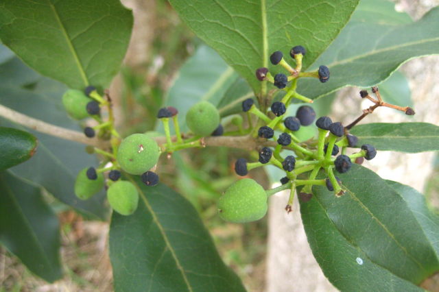 Diospyros australis