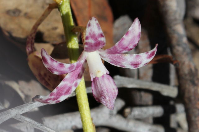 Dipodium variegatum