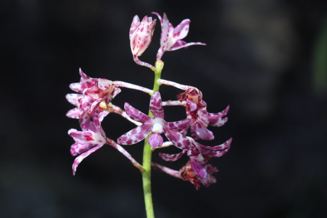 Dipodium variegatum