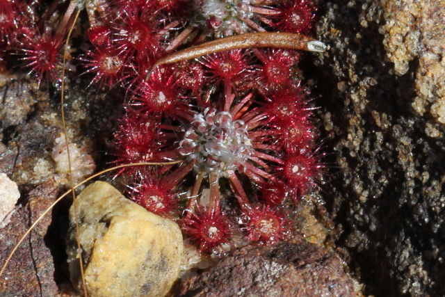 Drosera pygmaea