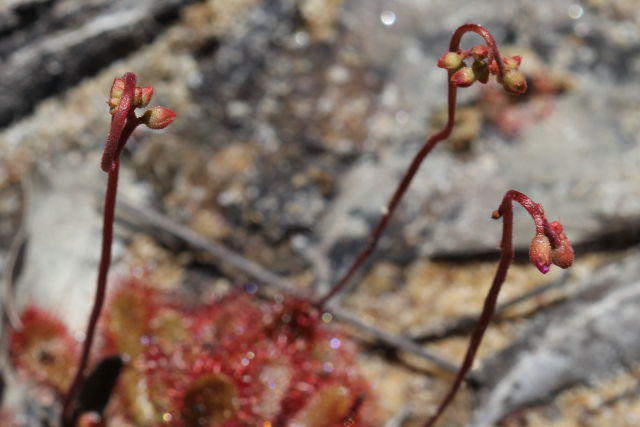 Drosera spathulata
