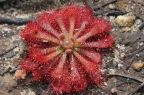 Drosera spathulata