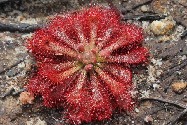 Drosera spathulata