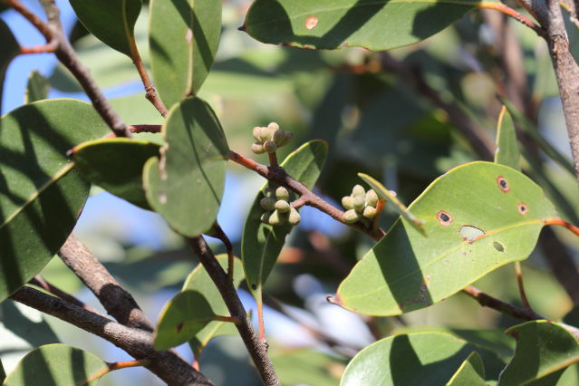 Eucalyptus camfieldii