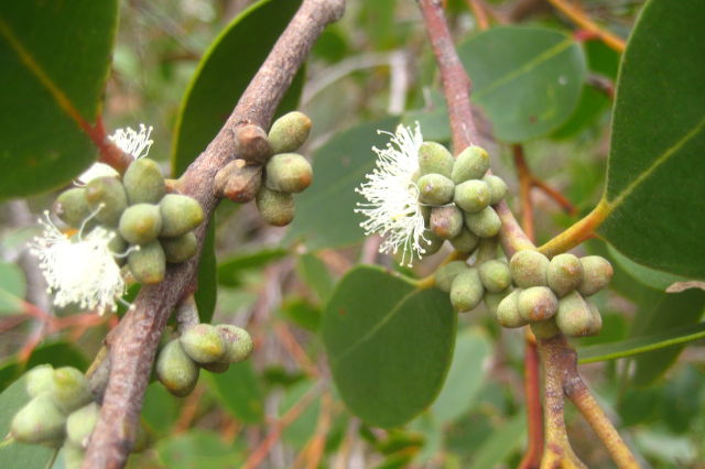 Eucalyptus camfieldii