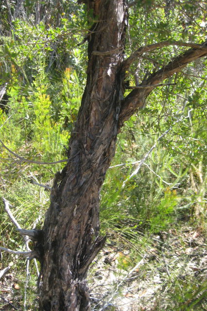 Eucalyptus camfieldii