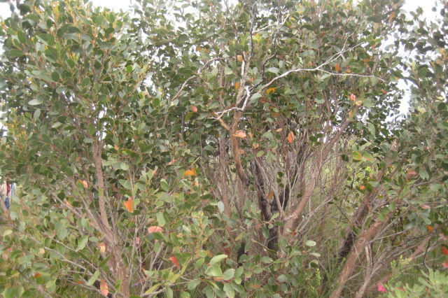 Eucalyptus camfieldii