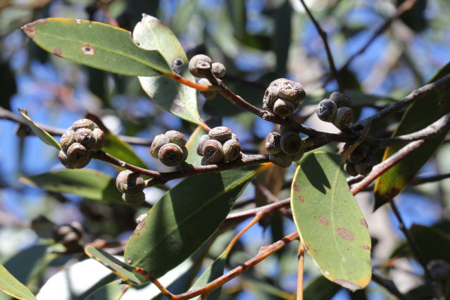 Eucalyptus camfieldii