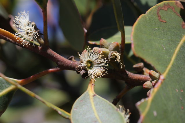 Eucalyptus camfieldii