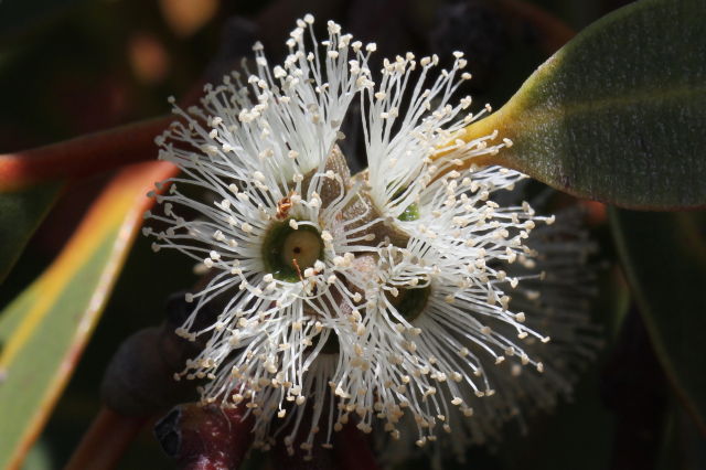 Eucalyptus camfieldii