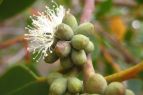 Eucalyptus camfieldii
