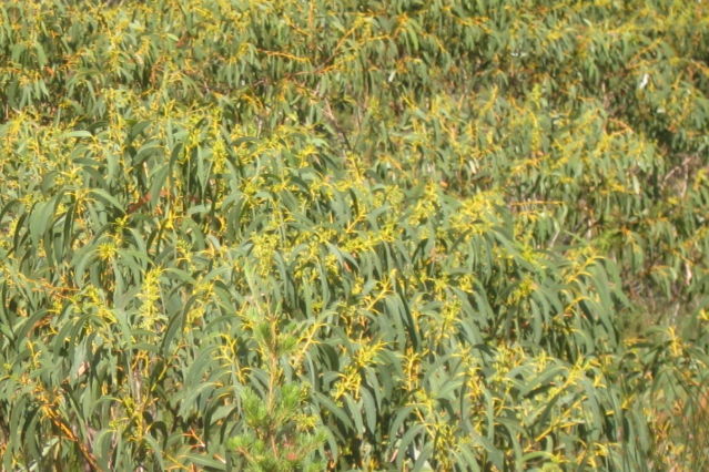 Eucalyptus luehmanniana