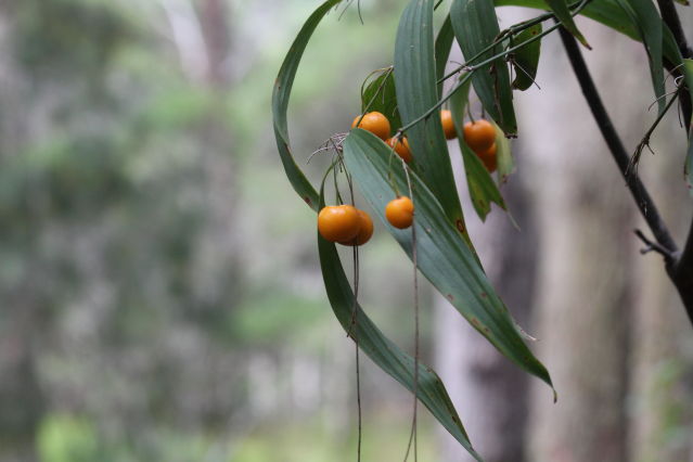 Eustrephus latifolius