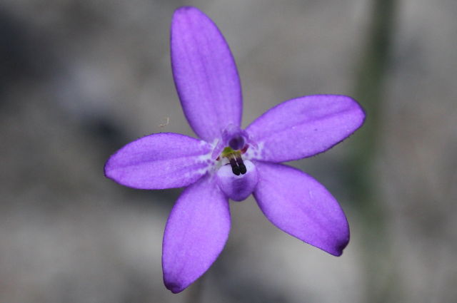 Glossodia minor