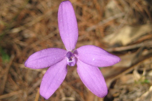 Glossodia minor