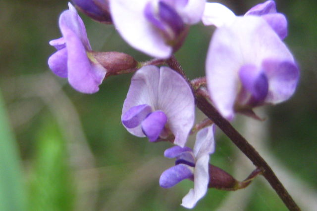 Glycine sp.