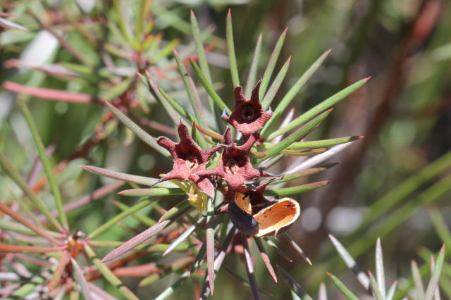 Gompholobium grandiflorum