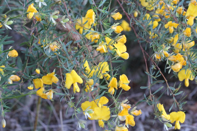 Gompholibium latifolium