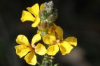 Goodenia bellidifolia