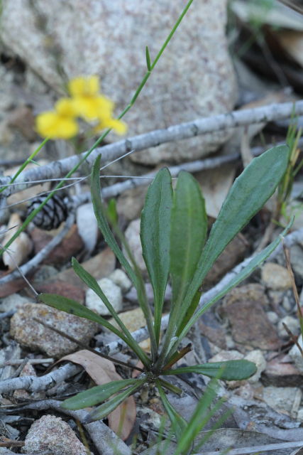 Goodenia bellidifolia