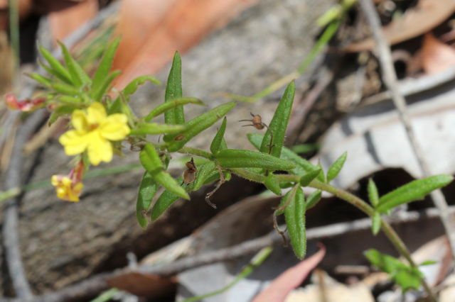 Goodenia heterophylla