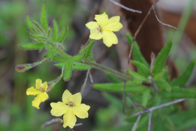 Goodenia heterophylla