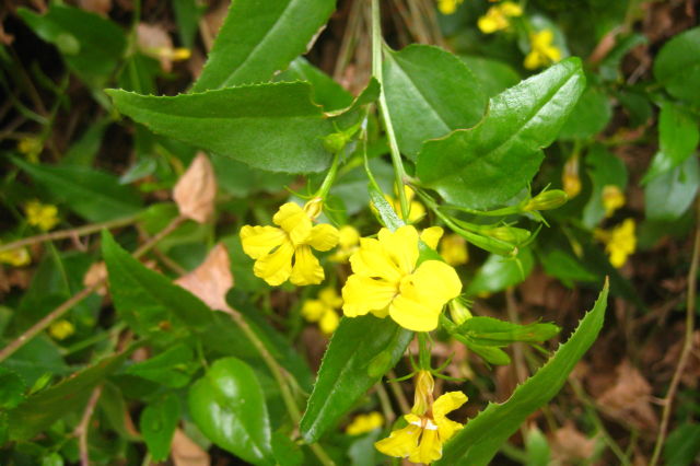 Goodenia ovata