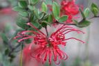 Grevillea speciosa
