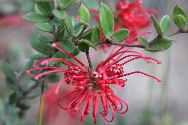 Grevillea speciosa