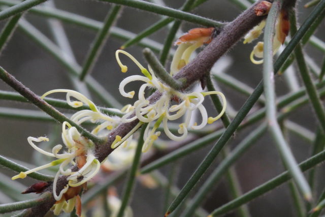 Hakea gibbosa