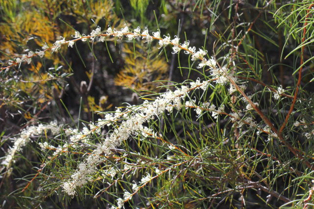 Hakea teretifolia