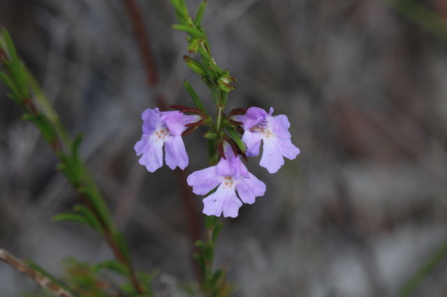 Hemigenia purpurea