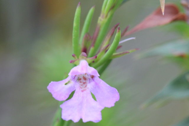 Hemigenia purpurea